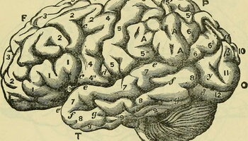 Scientific illustration of a brain