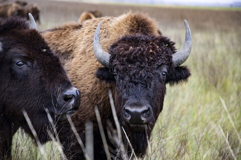 Two buffalo standing together