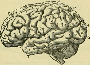 scientific illustration of the brain
