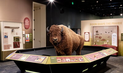 Lifelike statue of a bison inside the Bison standing strong exhibit hall.