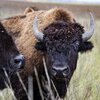 Two buffalo standing together
