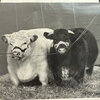 Chonky cows