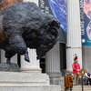 Bison statue outside natural history museum during dedication cermony.