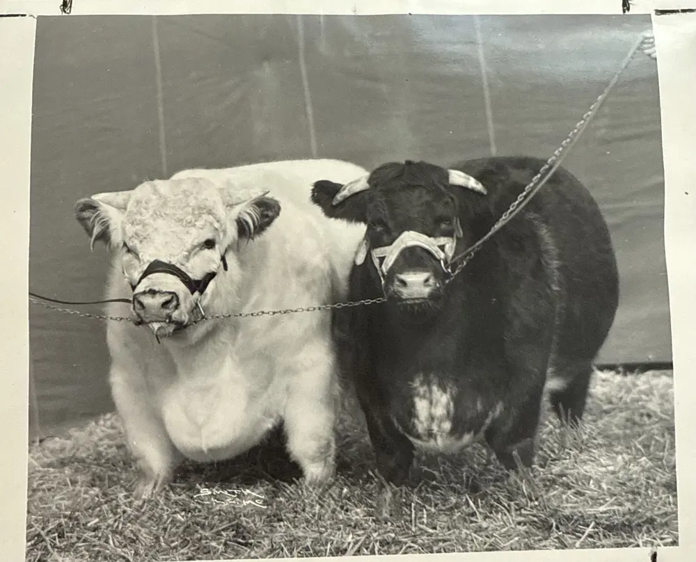 Chonky cows