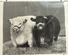 Chonky cows