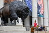 Bison statue outside natural history museum during dedication cermony.